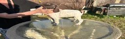 German Shorthaired Pointer dogs for sale: German Shorthaired Pointer Puppy 4 - Ad 6