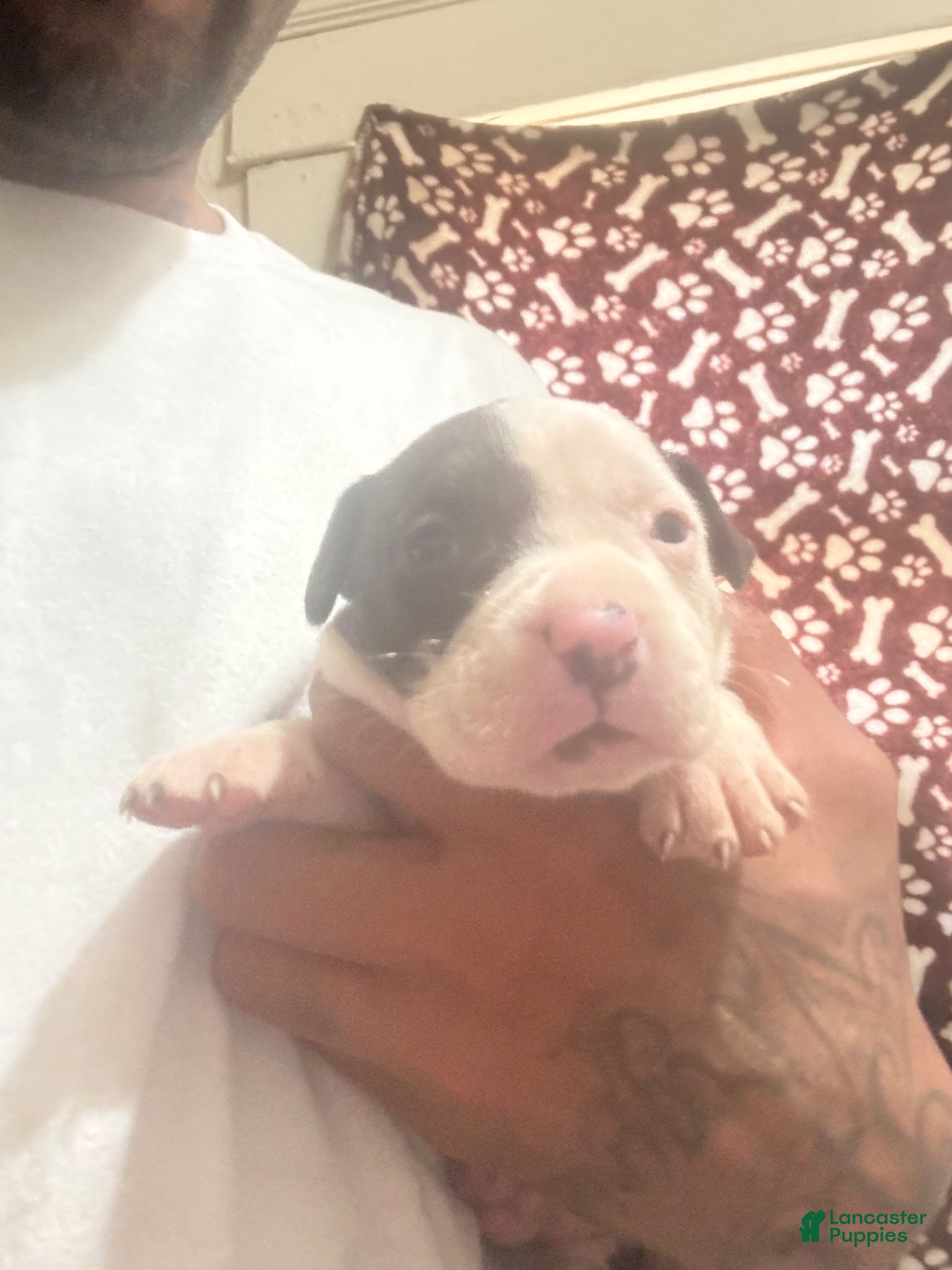 American Pit Bull Terrier dogs American Pit Bull Terrier Puppy  - Ad 7