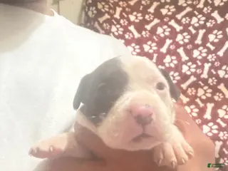 American Pit Bull Terrier dogs American Pit Bull Terrier Puppy - Ad 1