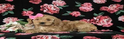 Cockapoo dogs for sale: Marilee - Ad 6