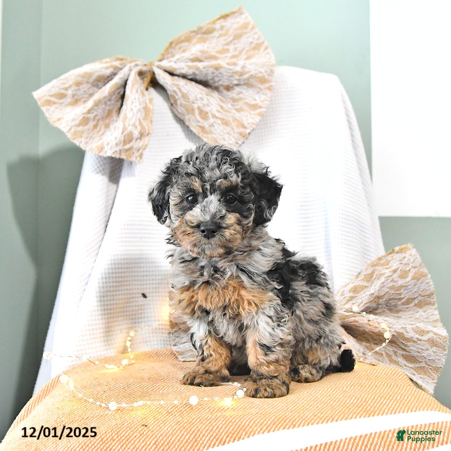 Miniature Poodle dogs Annie - Ad 12