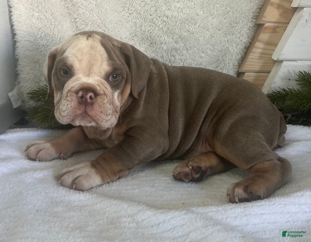 English Bulldog dogs for sale: Gibson - Ad 4