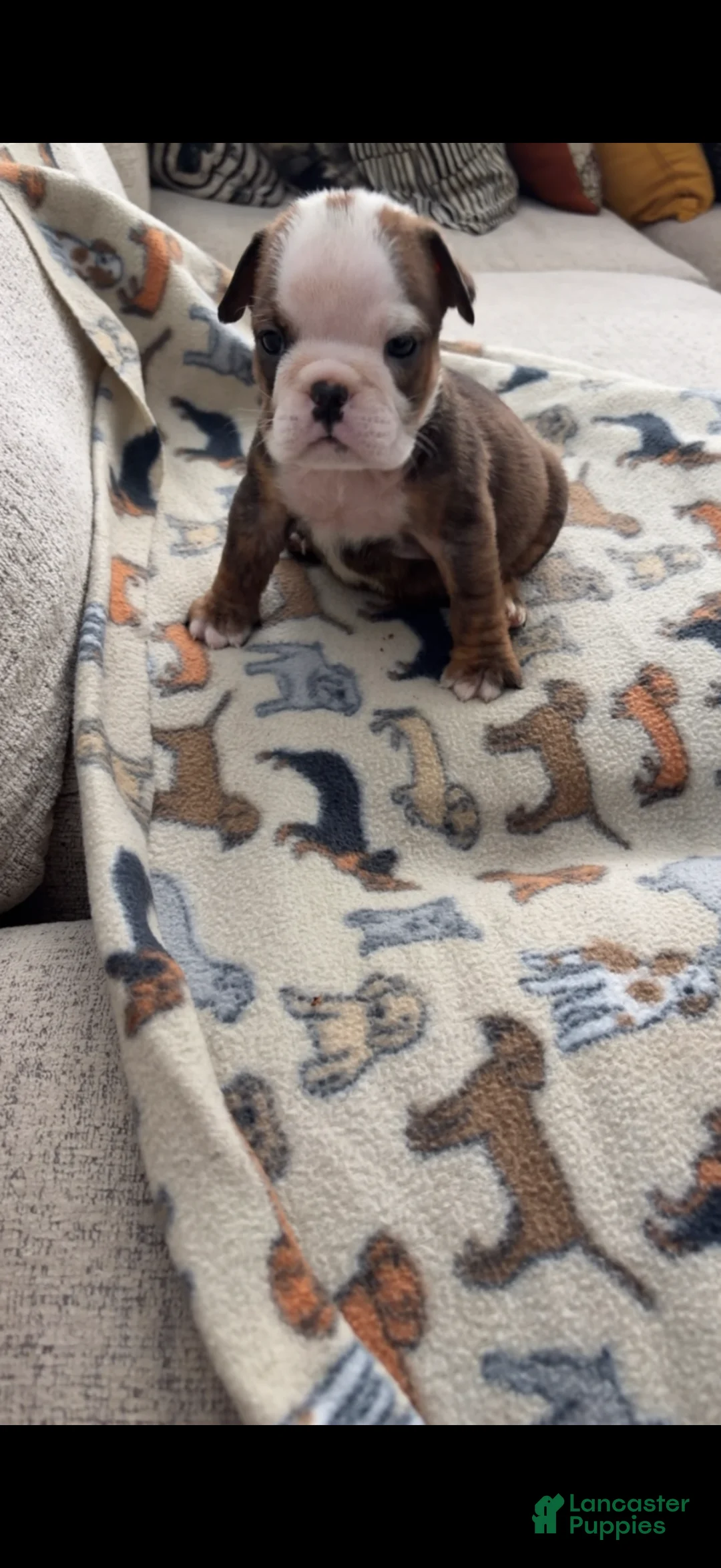 English Bulldog dogs for sale: Peanut Butter - Ad 1