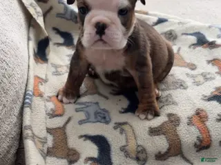 English Bulldog dogs Peanut Butter - Ad 40