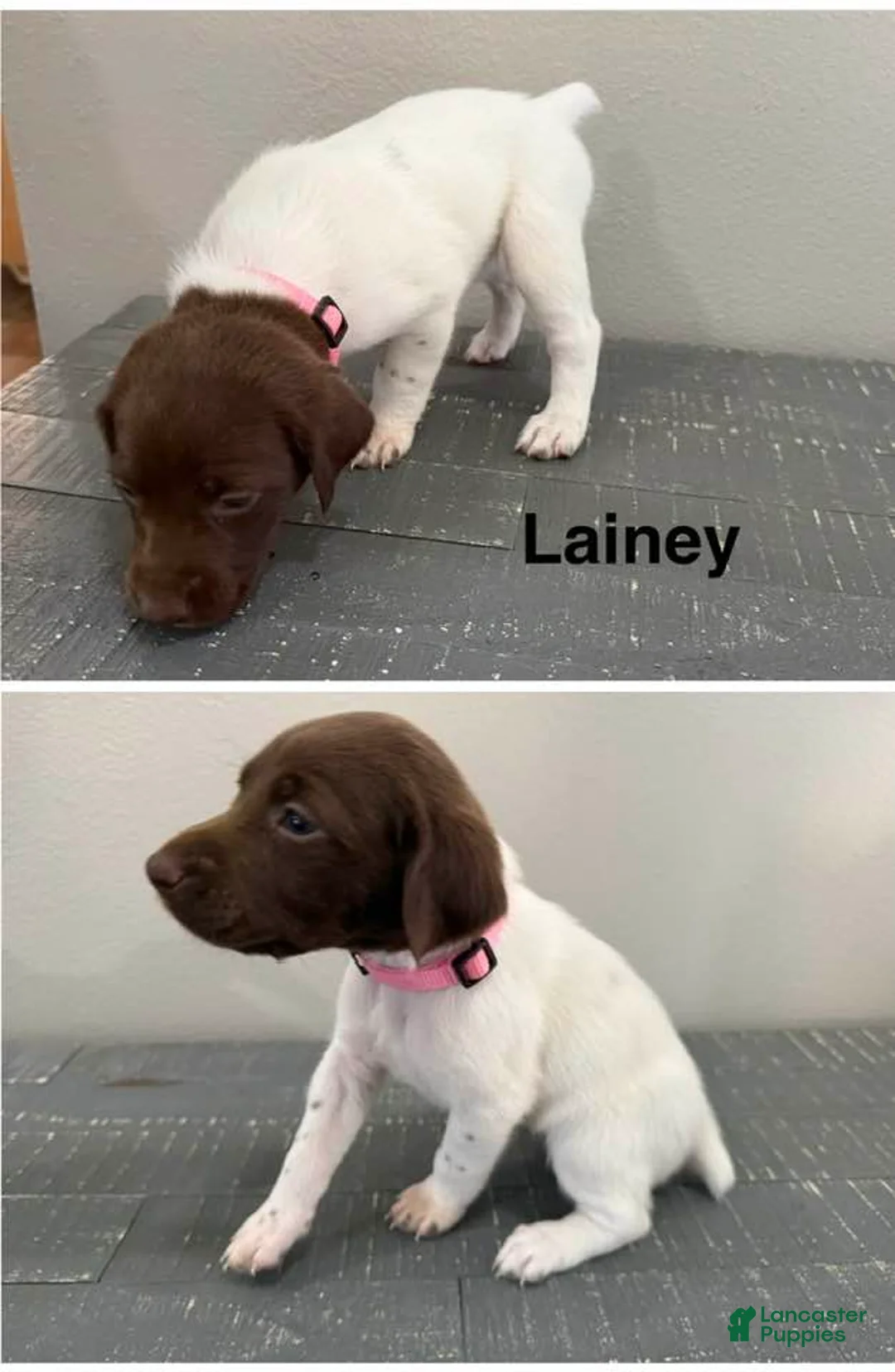 German Shorthaired Pointer dogs for sale: Lainey - Ad 1