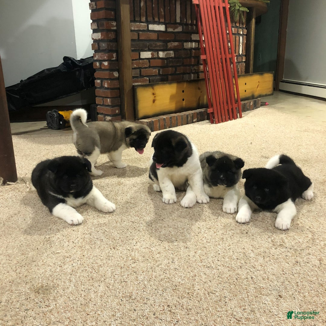 Akita dogs for sale: Melody - Ad 5