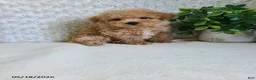 Bichpoo dogs for sale: Pebbles - Ad 4