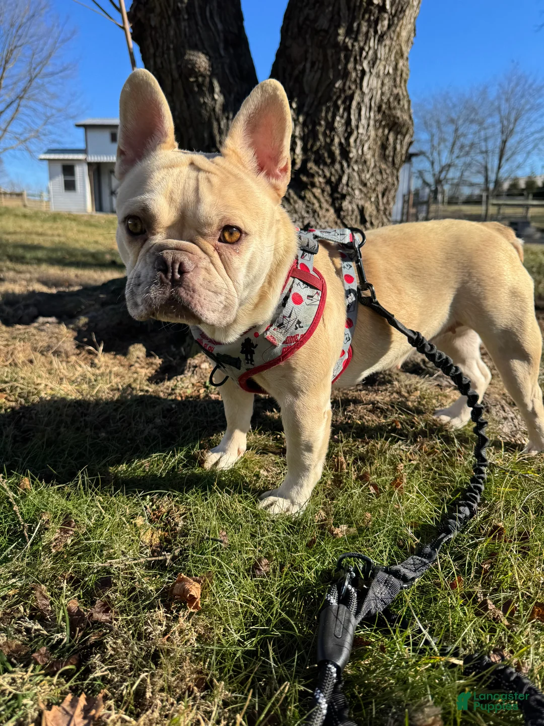 Gallery Image {{count}}