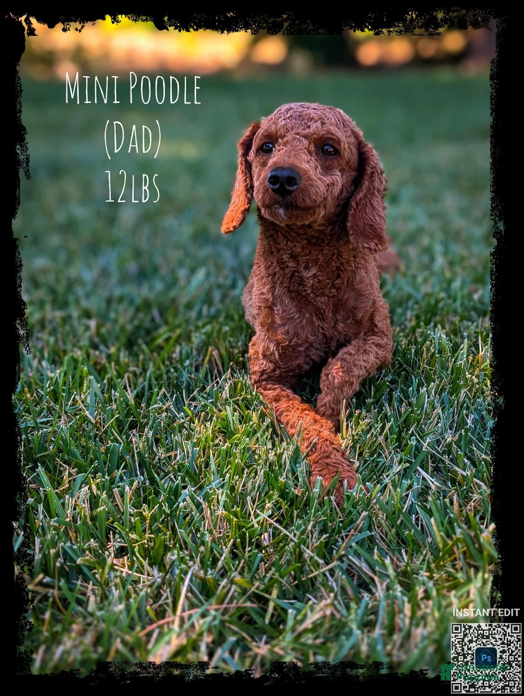 Mini Goldendoodle dogs for sale: 🍂 AUTUMN  - Ad 7