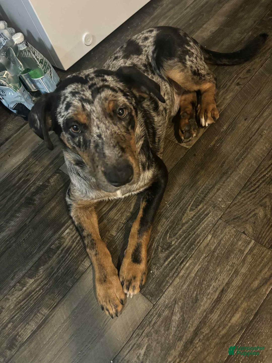 Mixed Breed dogs for sale: Casper - Ad 4