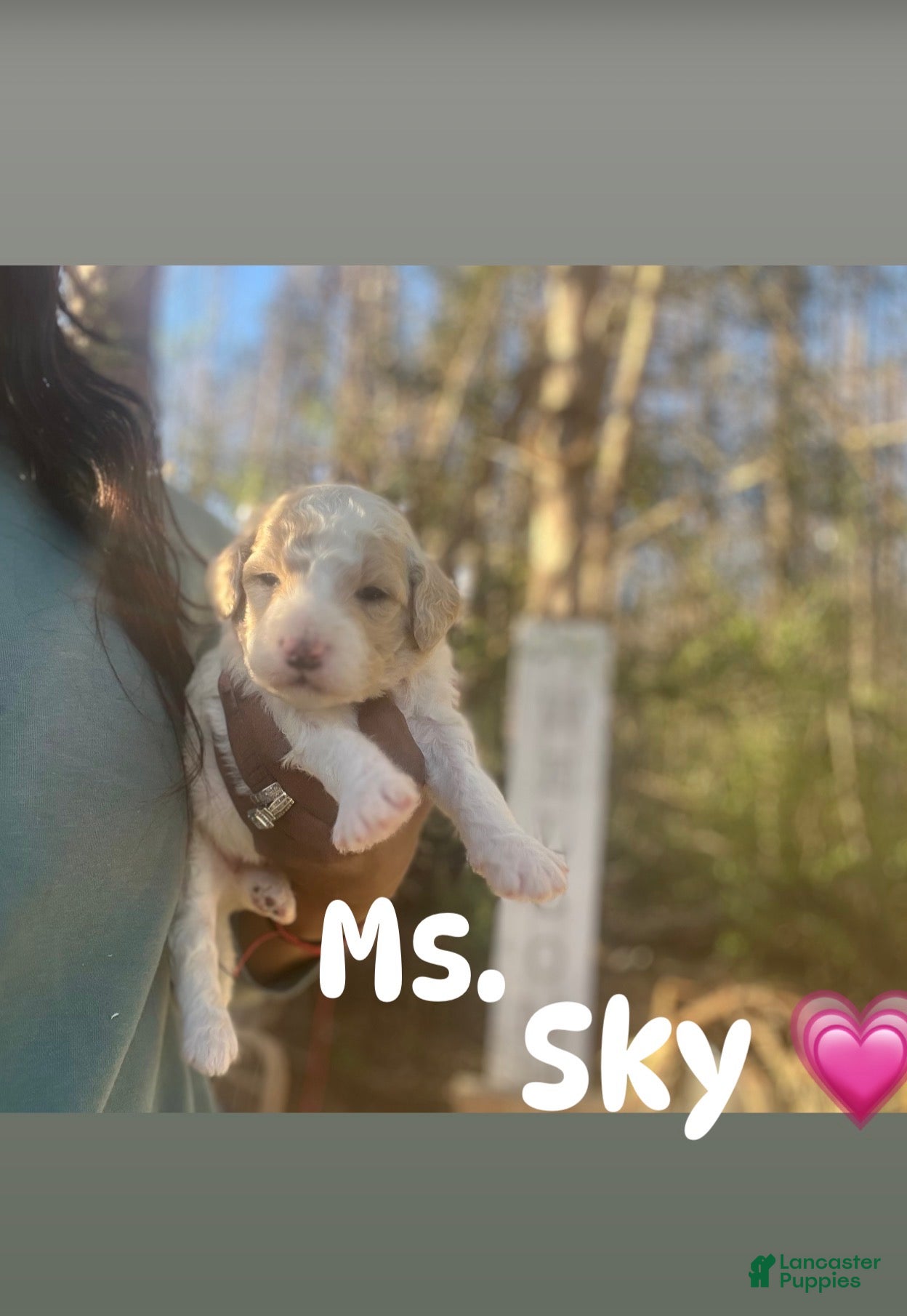 Goldendoodle dogs Sky female pink collar  - Ad 1