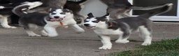 Siberian Husky dogs for sale: Daisy - Ad 6