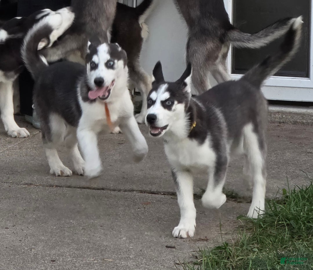 Siberian Husky dogs for sale: Daisy - Ad 6