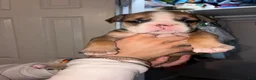 Mixed Breed dogs for sale: Bulldog Breed Puppy 4 - Ad 1