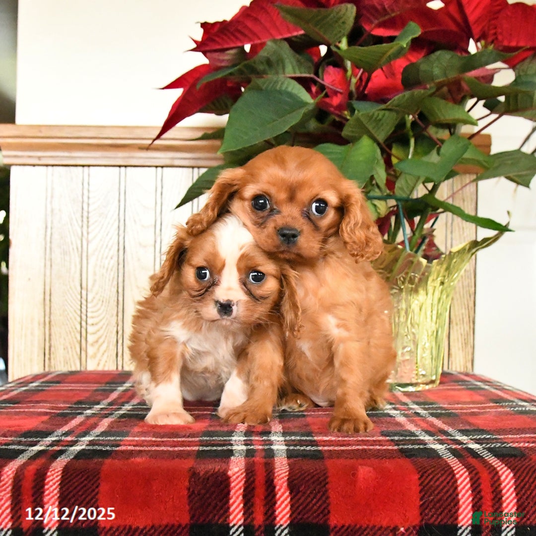 Cavalier King Charles Spaniel dogs for sale: Callie - Ad 3