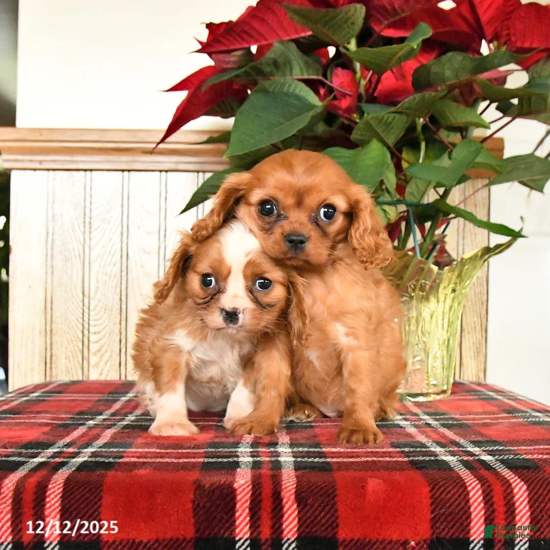 Cavalier King Charles Spaniel dogs for sale: Callie - Ad 6