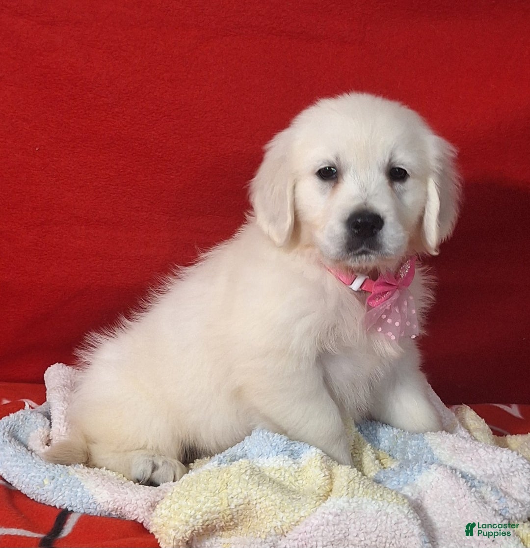Golden Retriever dogs for sale: Bella - Ad 3