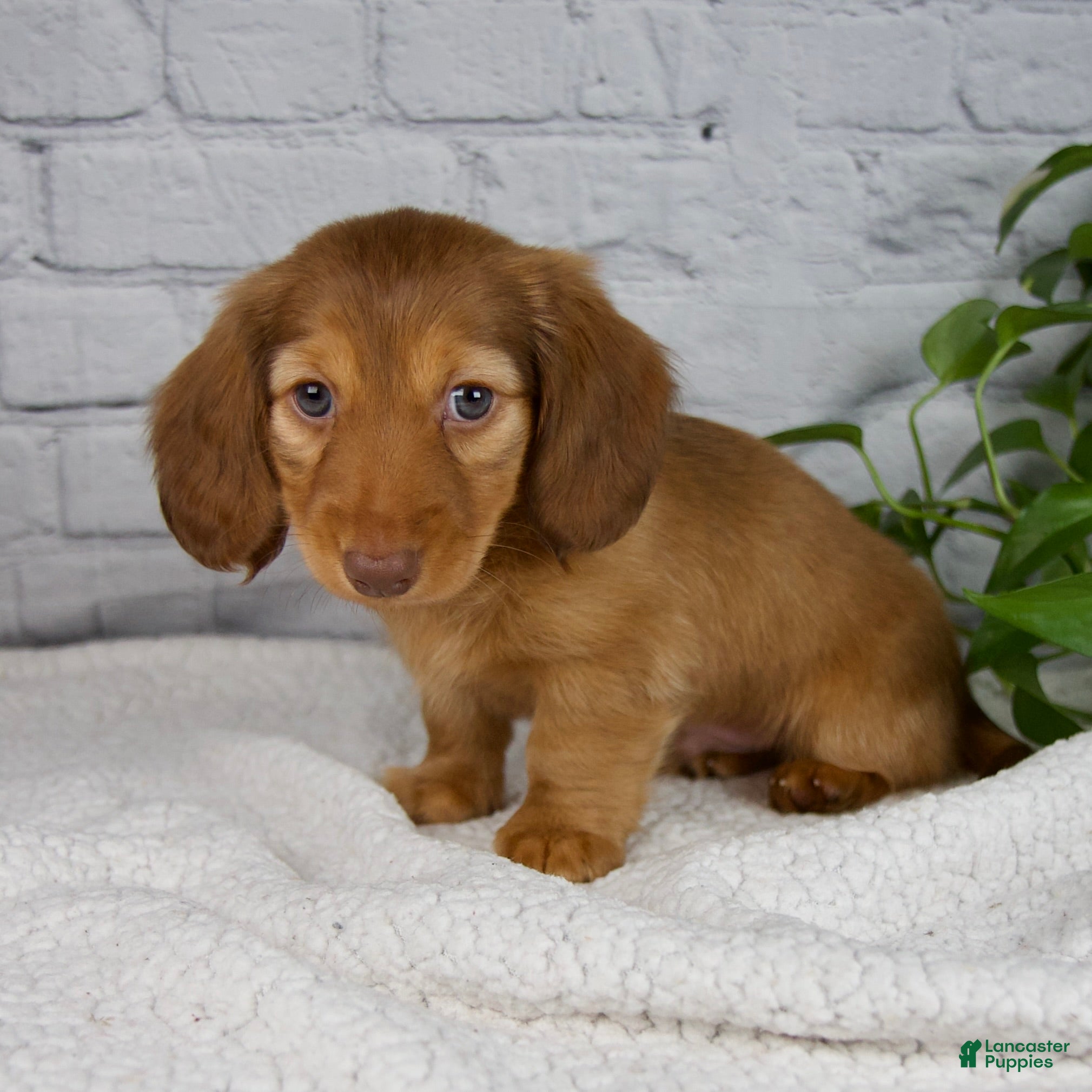 Miniature Dachshund dogs Durant - Ad 5
