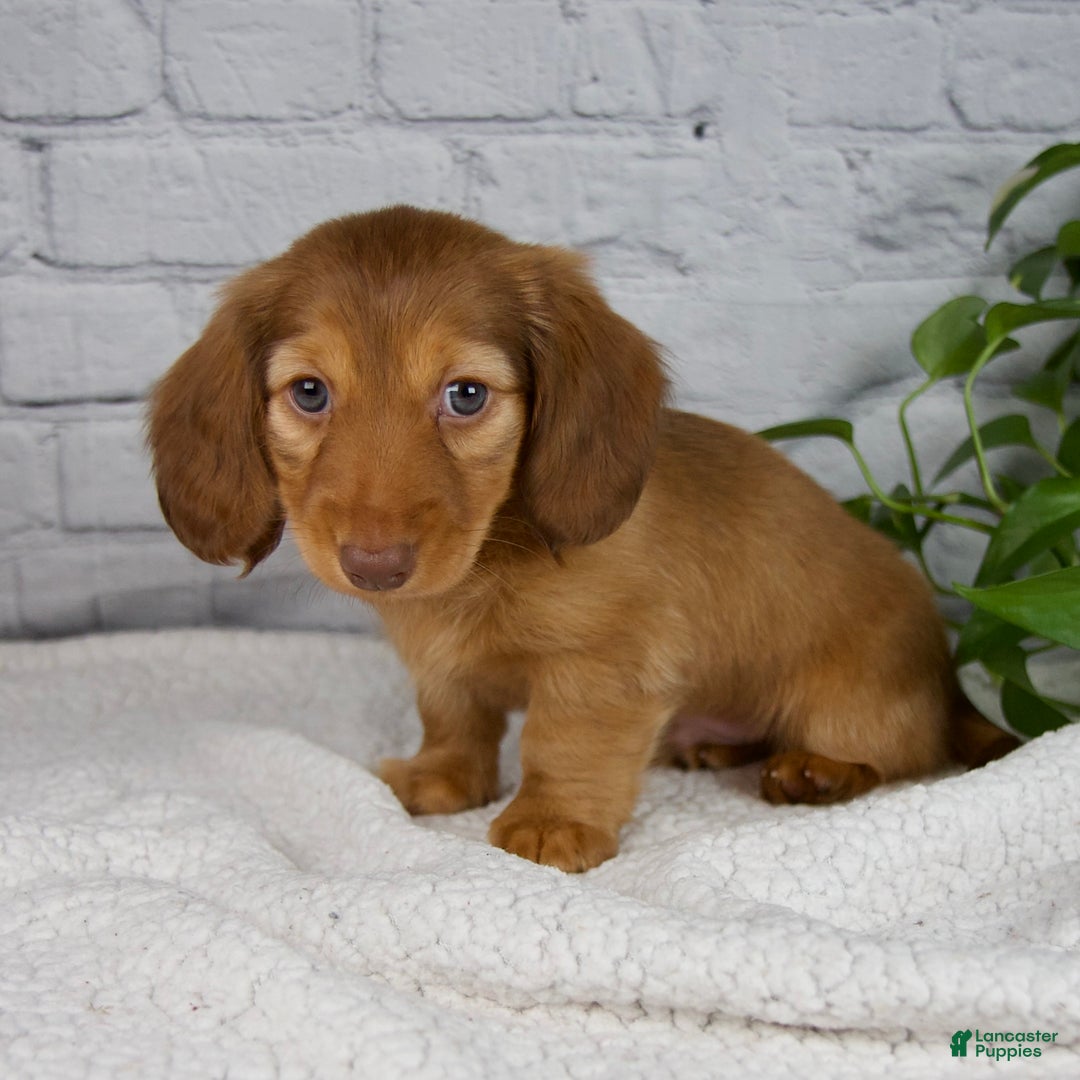 Miniature Dachshund dogs for sale: Durant - Ad 1