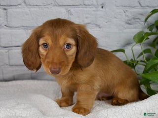 Miniature Dachshund dogs Durant - Ad 4