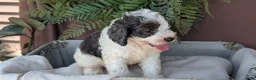 Cockapoo dogs for sale: Heath - Ad 5
