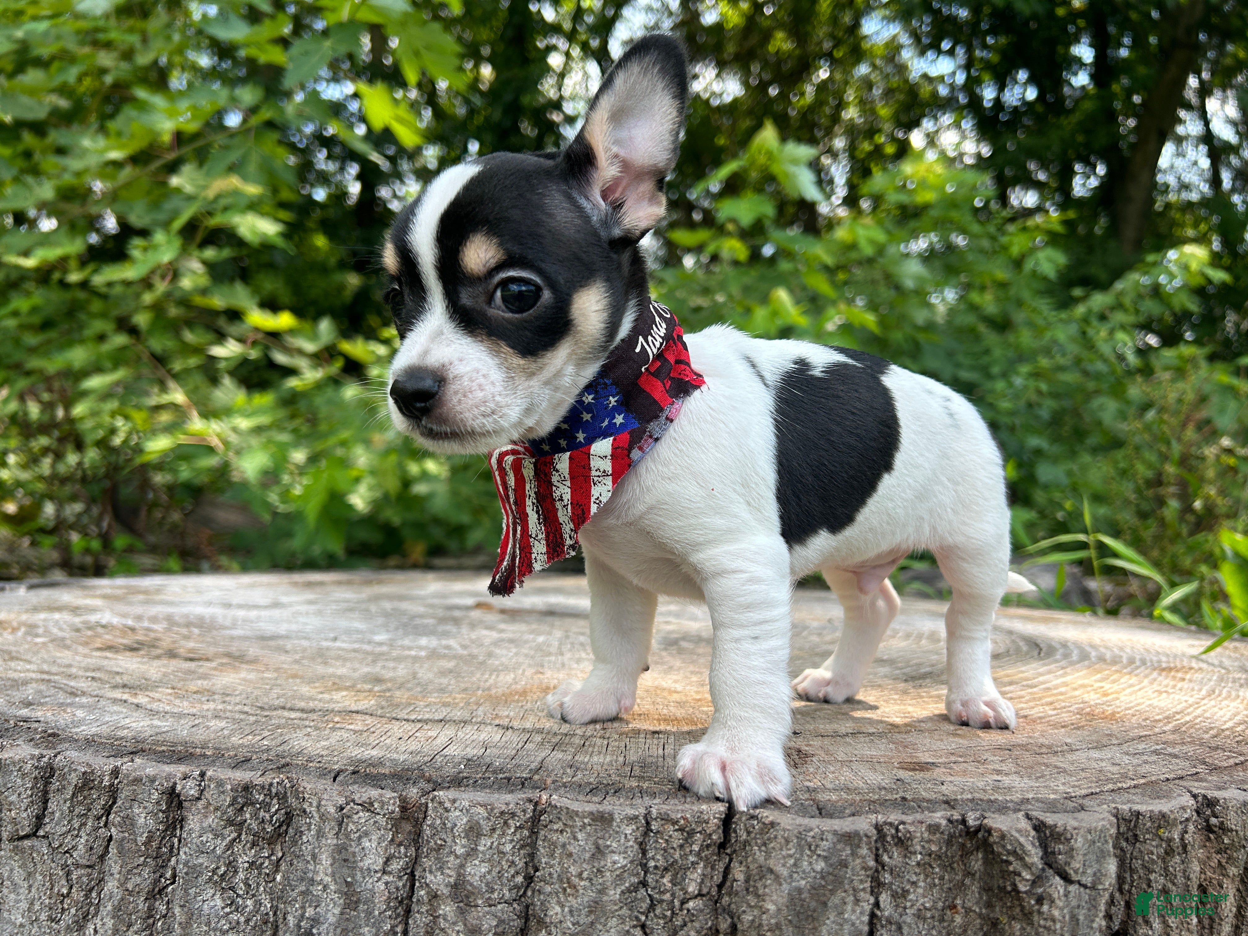 Chihuahua dogs 🐾Milhouse~Tricolor Chihuahua - Ad 1
