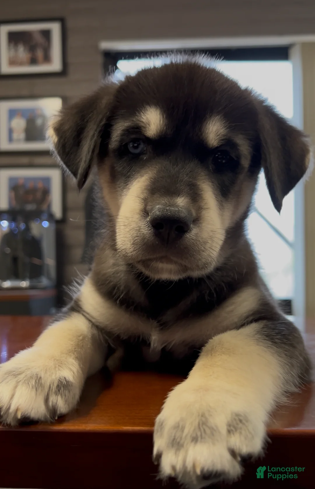 Goberian dogs for sale: Goberian Puppy 4 (Yellow) - Ad 1