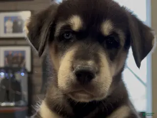 Goberian dogs Goberian Puppy 4 (Yellow) - Ad 12