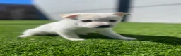 Alaskan Klee Kai dogs for sale: Dora the explorer - Ad 6