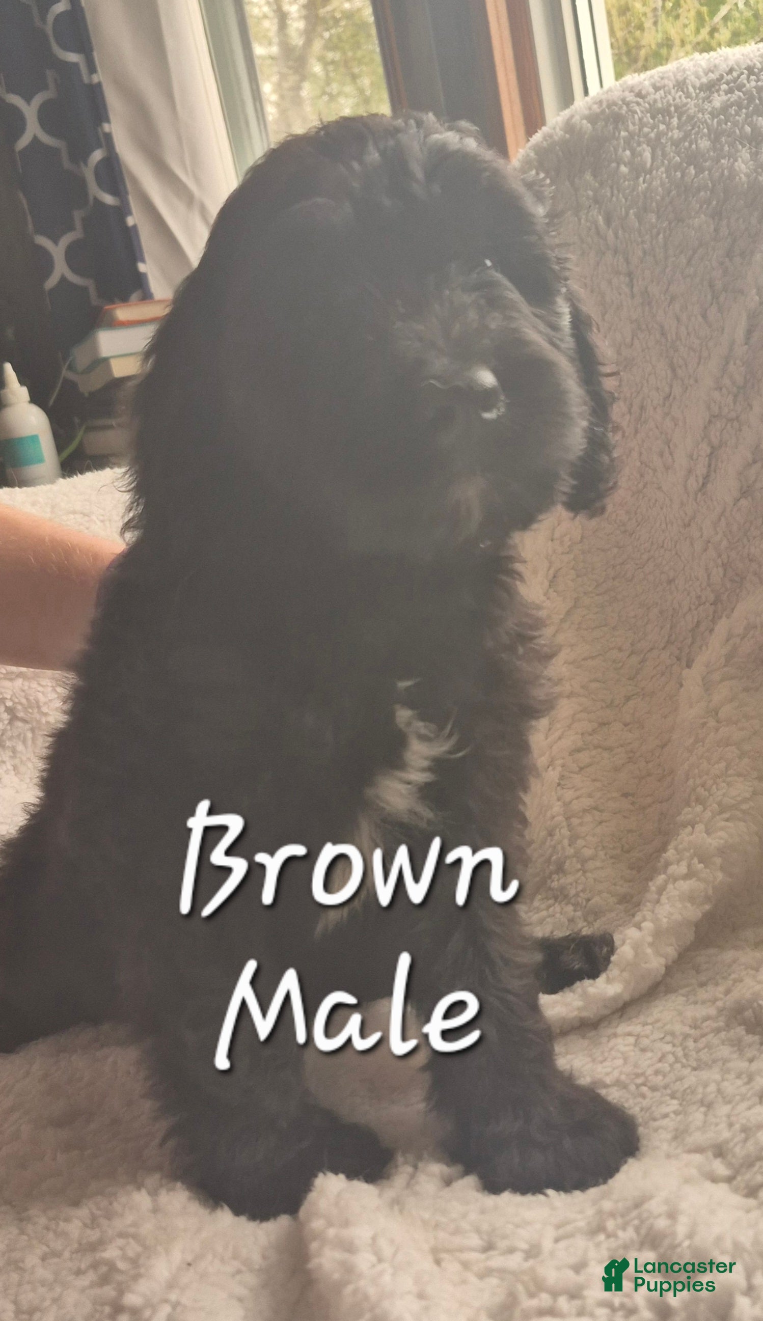 Goldendoodle dogs Jasper - Male Goldendoodle Puppy  - Ad 1