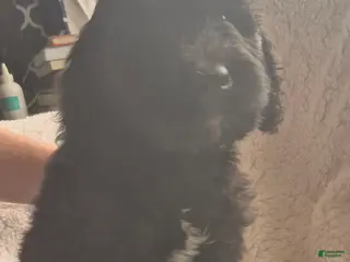 Goldendoodle dogs for sale: Jasper - Male Goldendoodle Puppy - Ad 1