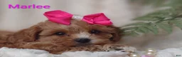 Shihpoo dogs for sale: Shihpoo Puppy 7 Marlee - Ad 13