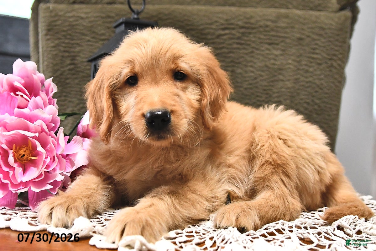 Goldendoodle dogs Taffy - Ad 1
