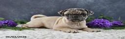 Pug dogs for sale: Greg - Ad 18