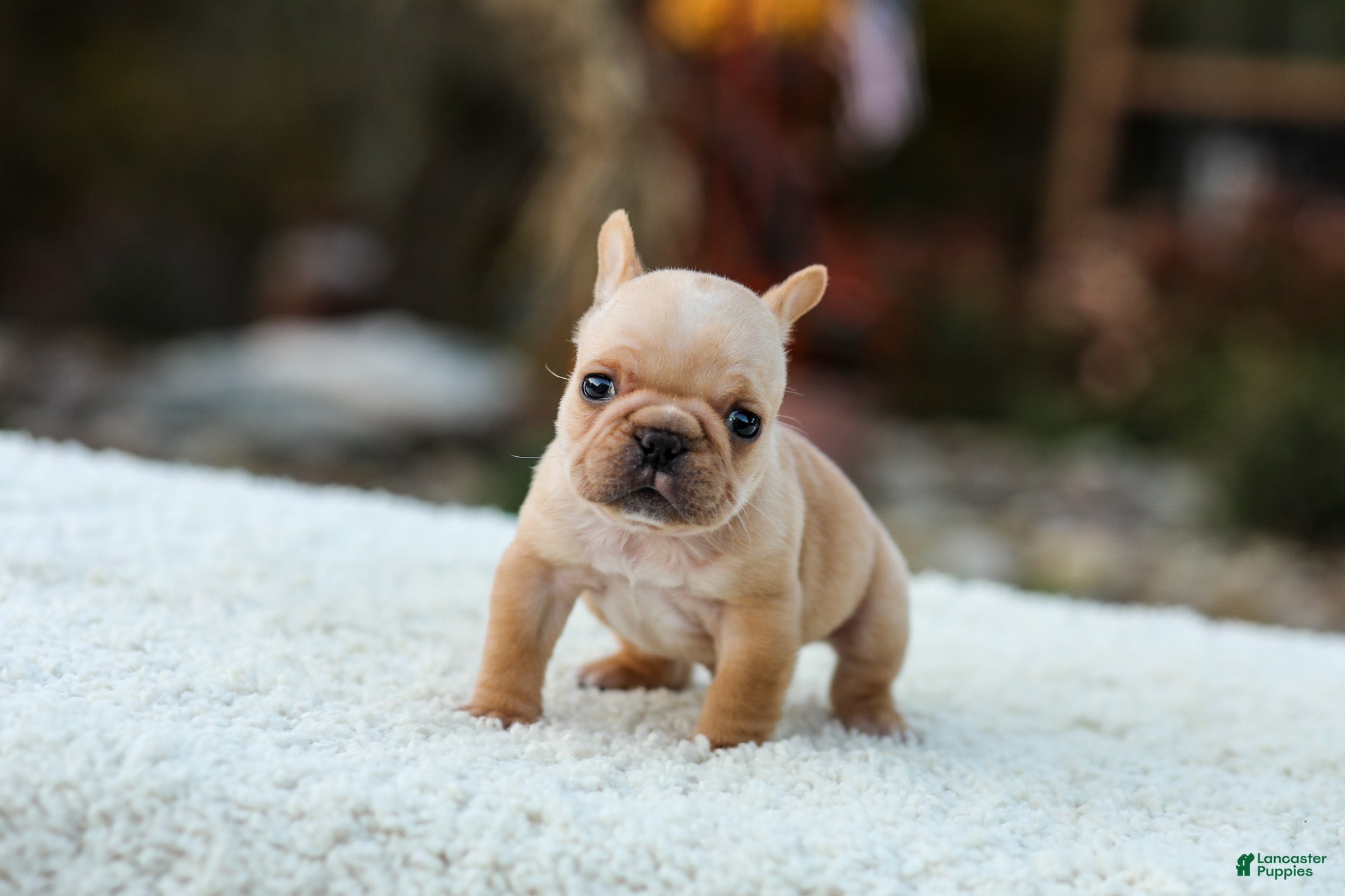 French Bulldog dogs for sale: Jack - Fawn Cream - Ad 2