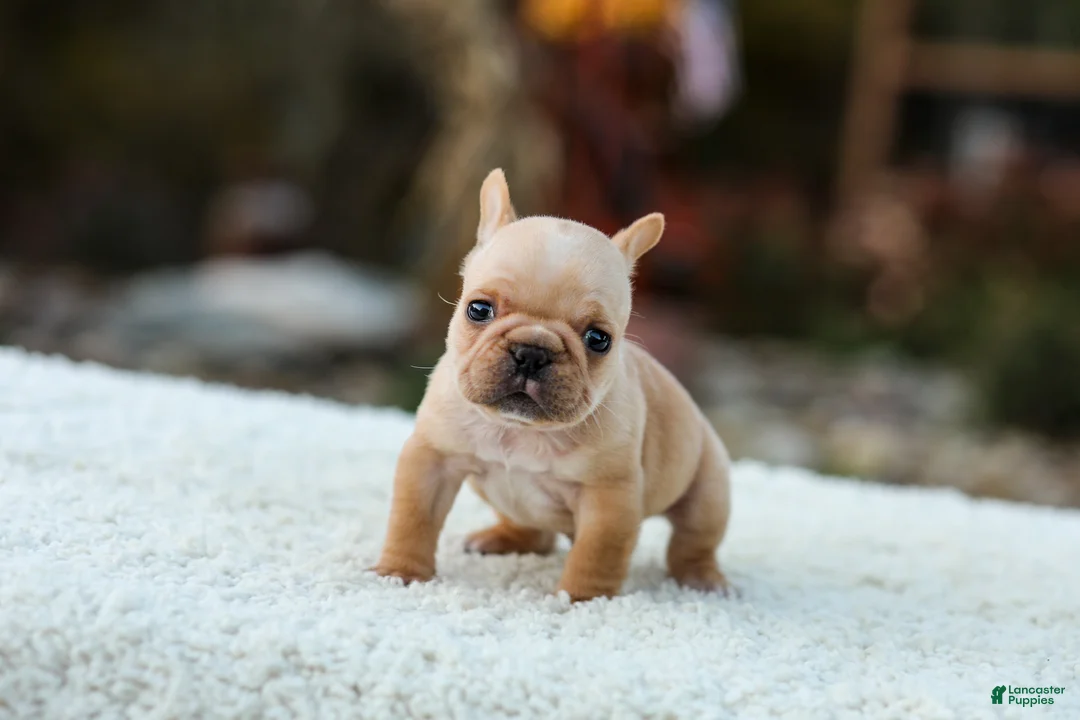 French Bulldog dogs for sale: Jack - Fawn Cream - Ad 2