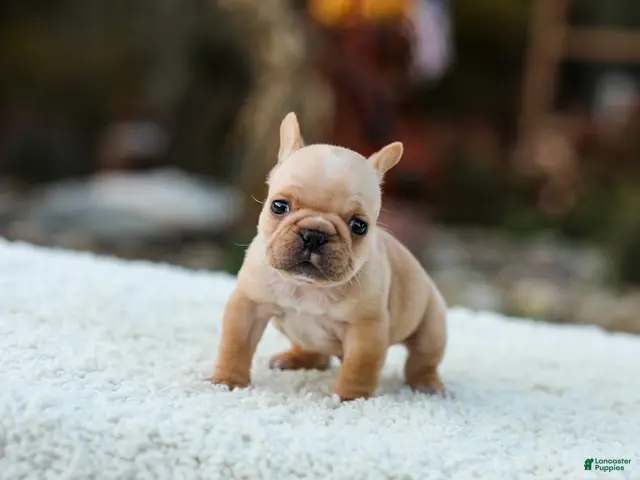 French Bulldog dogs for sale: Jack - Fawn Cream - Ad 2