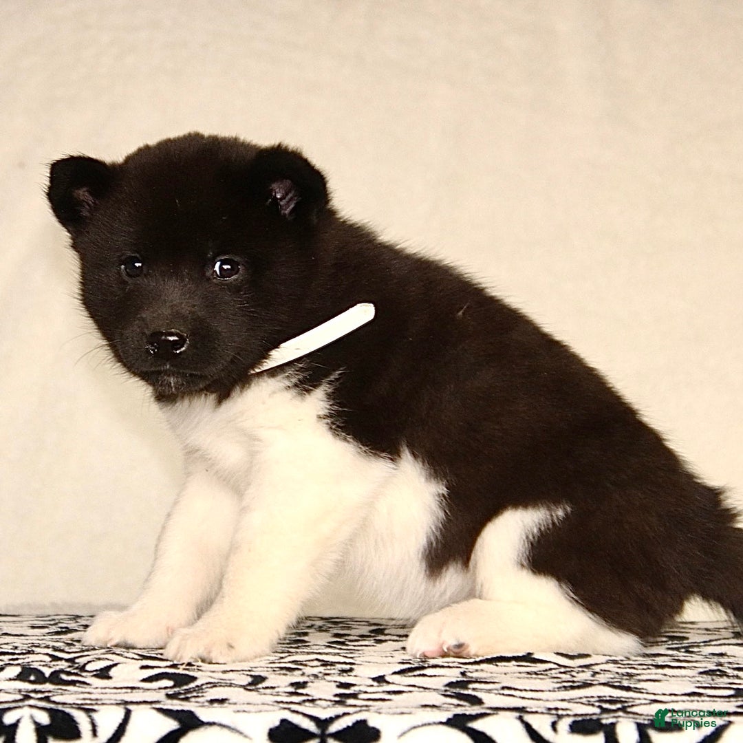 Akita dogs for sale: Aster - Ad 3