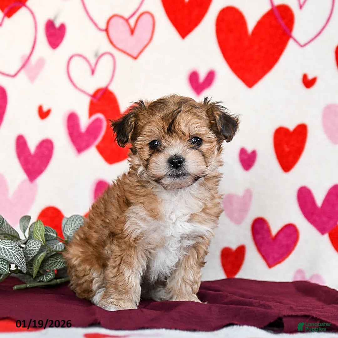 Yochon dogs for sale: Sunbeam - Ad 2