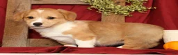 Welsh Corgi Pembroke dogs for sale: Tracy - Ad 8