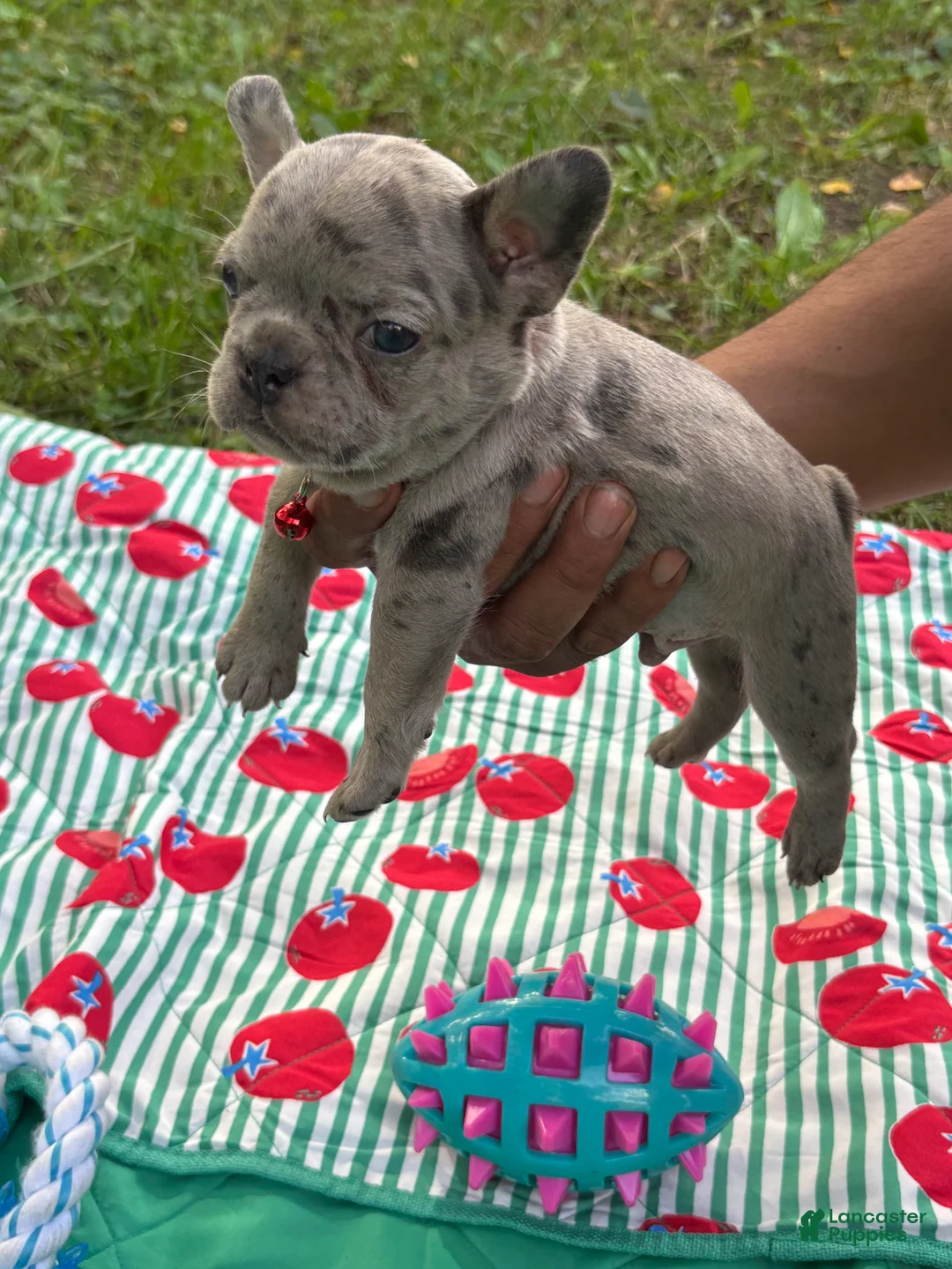 French Bulldog dogs for sale: GIOVANNI - Ad 10