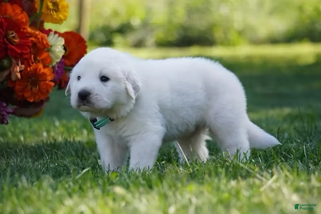 Great Pyrenees dogs for sale: AKC Polaris - Ad 6