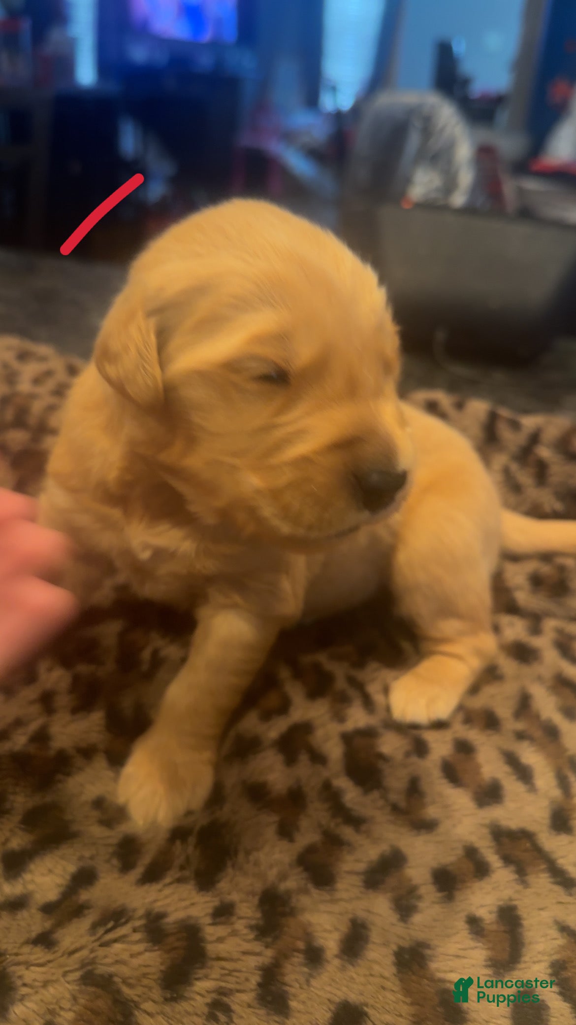 Golden Retriever dogs Red - Ad 4