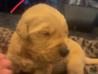 Golden Retriever dogs Red - Ad 4