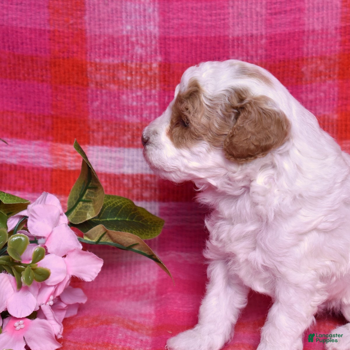 Miniature Poodle dogs Chip - Ad 2