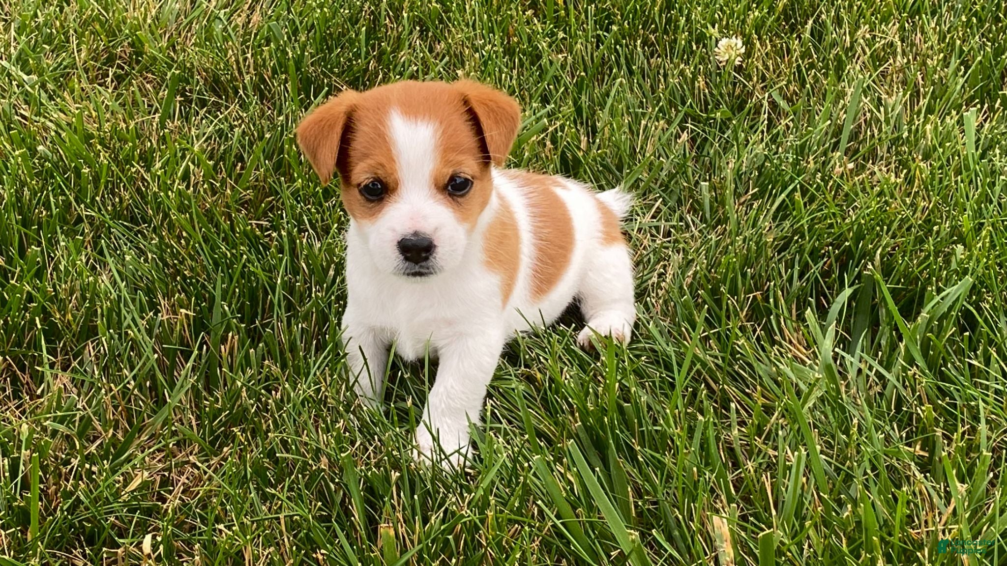 Jack Russell Terrier dogs Dellie - Ad 2