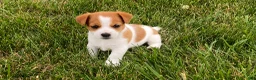 Jack Russell Terrier dogs for sale: Dellie - Ad 2