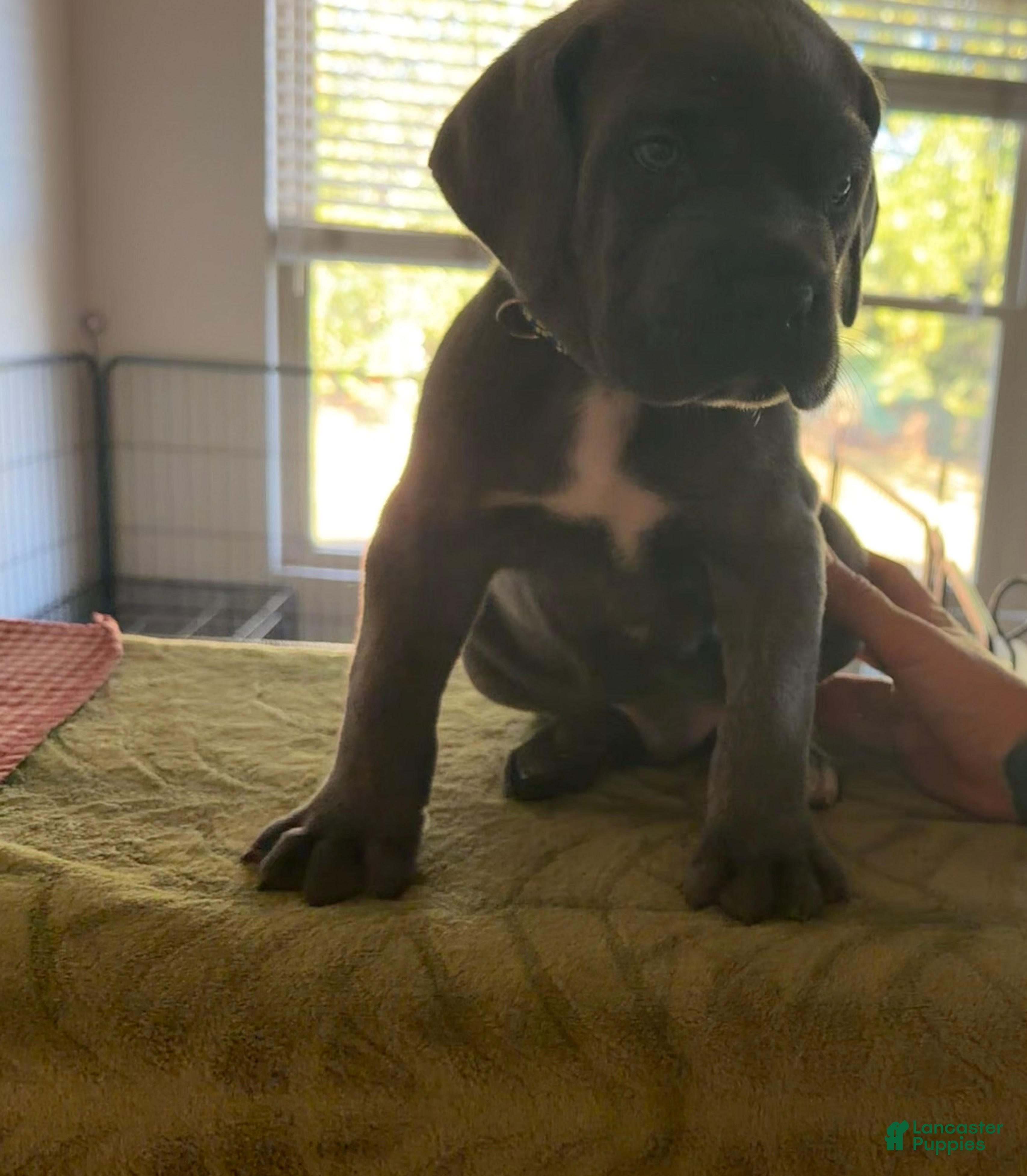 Cane Corso dogs Baloo  - Ad 42