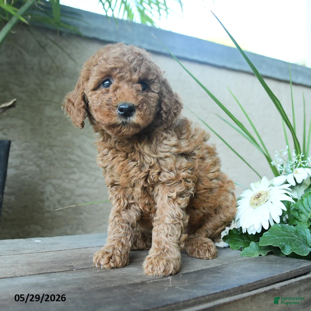 Miniature Poodle dogs for sale: Victor - Ad 2