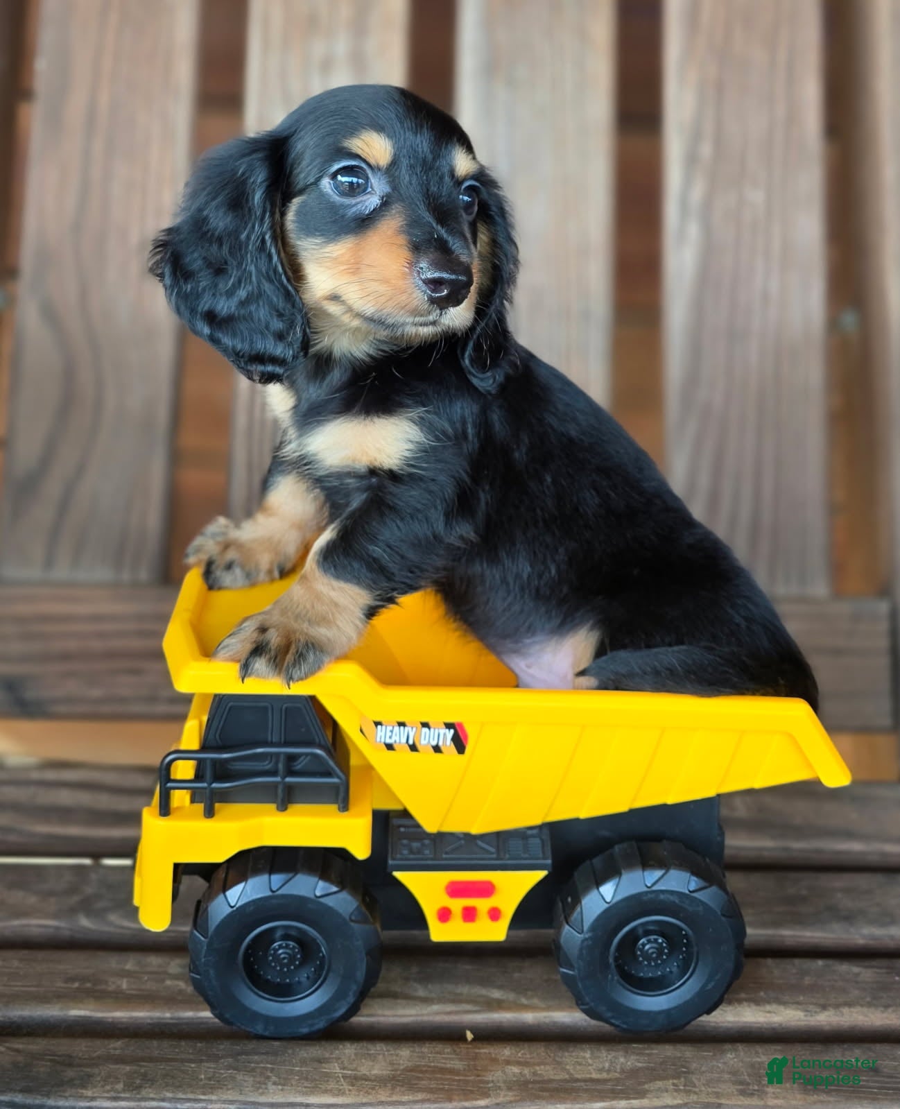 Dachshund dogs Tonka - Ad 1